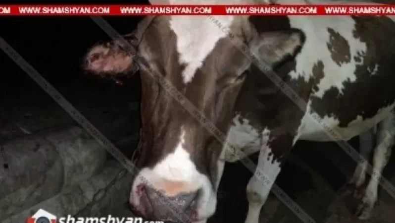 Արտակարգ դեպք. 22–ամյա վարորդը Opel-ով բախվել է «Շաղո» կովին