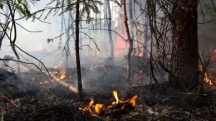 ՏԵՍԱՆՅՈՒԹ. Ադրբեջանում դժվարությամբ  մարել են Գաբալայում մոլեգնած հրդեհը