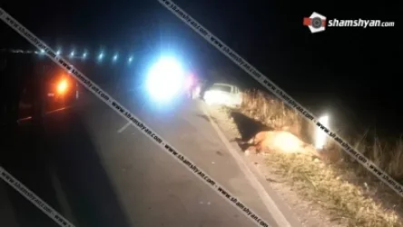Ավտոմեքենան բախվել է ձիուն․ ուղևորուհին տեղում մահացել է