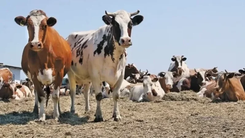 Ճամբարակում կրակել են կովերի ուղղությամբ, ապա՝ մորթել