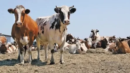 Ճամբարակում կրակել են կովերի ուղղությամբ, ապա՝ մորթել