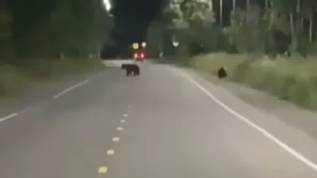 ՏԵՍԱՆՅՈՒԹ. Կամչատկայում արջերը փողոց են դուրս եկել