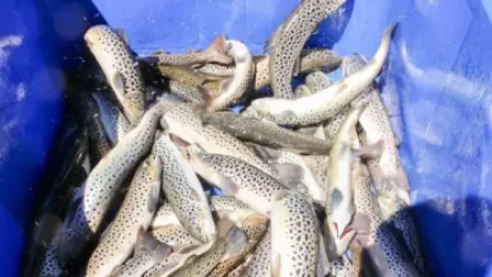 Սևանա լճում և Հայաստանի տարածքում վերահսկողությունը կխստացվի