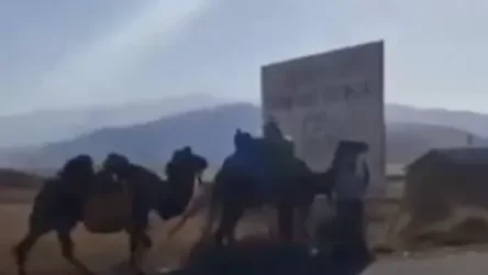 ՏԵՍԱՆՅՈՒԹ․ Ուղտեր՝ Սյունիքի ճանապարհին