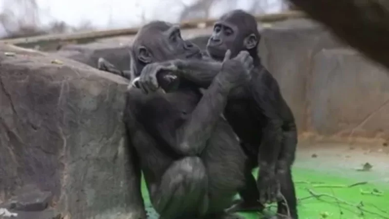 Մեկնարկել է կենդանաբանական այգու «բնակիչների»  պատվաստումը քովիդի դեմ