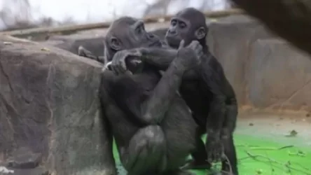 Մեկնարկել է կենդանաբանական այգու «բնակիչների»  պատվաստումը քովիդի դեմ