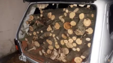 Անտառապահը ապօրինի ծառեր է հատել