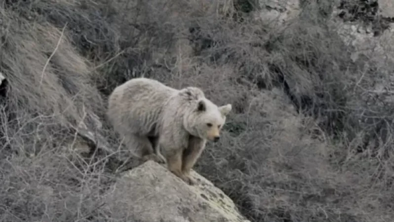 Հա՛մ սնունդ կա, հա՛մ էլ ապահով է. Շիրակում արջերն ակտիվացել են