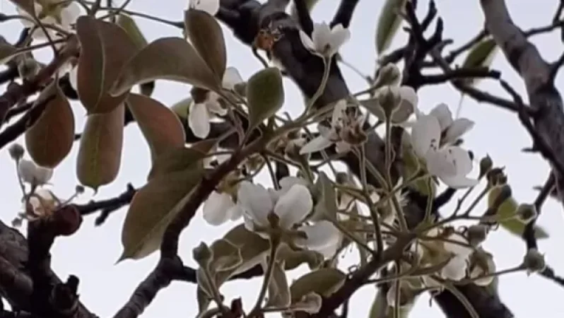 Աշնակ գյուղում տանձենին ծաղկել է․  Գագիկ Սուրենյան