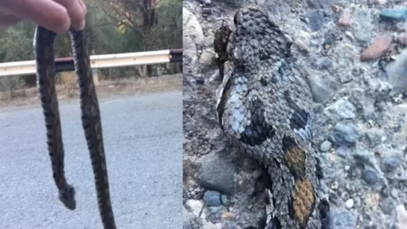 «Օձերի ակտիվության շրջանն է, մի՛ գցեք մեքենայի տակ». «Էնդեմիկ և վտանգված տեսակների պահպանություն» հիմնադրամ