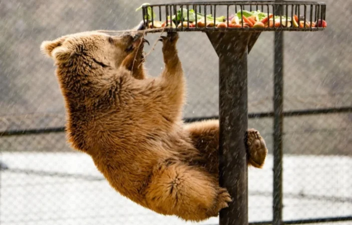 Նանար անունով արջին Ծաղկաձորի ռեստորանից տեղափոխել են