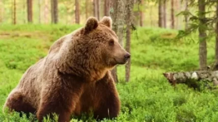 Որսագողություն․ Հրազդանի անտառում հայտնաբերել է կիսանեխած արջ՝ գլխի շրջանում վնասվածքով