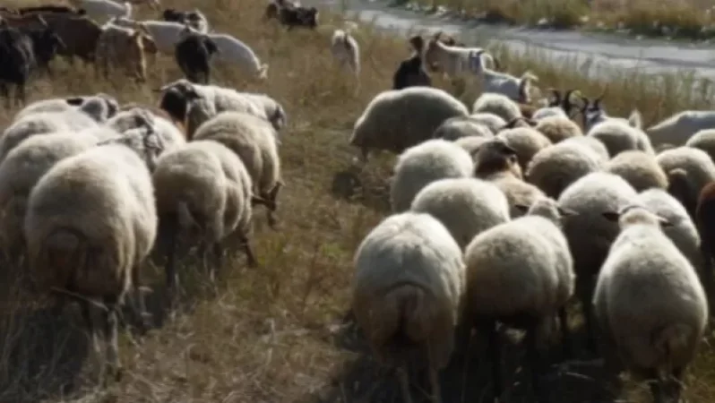 Կոռնիձորի բնակիչն ինքն է անցել ադրբեջանական սահման, ոչ թե ադրբեջանցիներն են մտել ու հափշտակել անասուններին