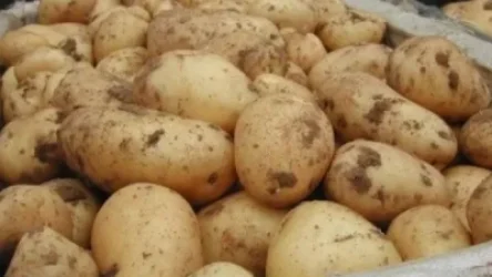Փորձ է արվել Թուրքիայից Վրաստան ներկրել 25 տոննա վնասակար կարտոֆիլ
