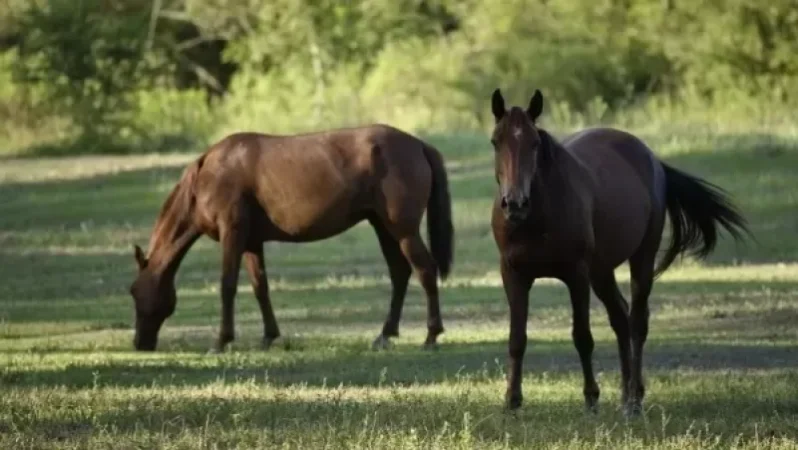 Այսօր ադրբեջանցիները կրկին ձիեր են գողացել. Խնածախի ղեկավար