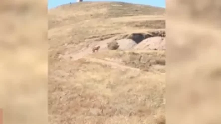 ՏԵՍԱՆՅՈՒԹ. Ադրբեջանցիները գողացել են Խնածախի բնակչի երեք ձիերին