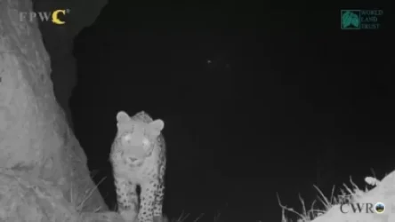 ՏԵՍԱՆՅՈՒԹ. Թակարդ տեսախցիկները նոր կադրեր են որսացել Նովա հովազից