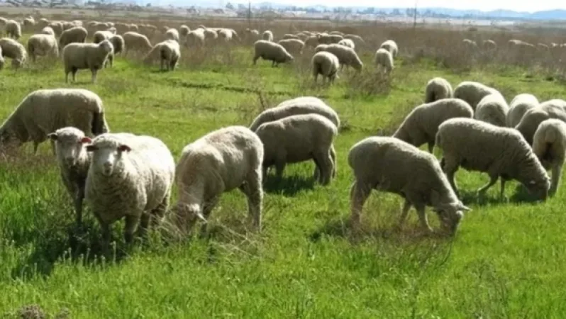 Հակառակորդը հետ է հանձնել Կոռնիձորի բնակչին պատկանող 106 գլուխ ոչխարները