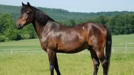 Ձիերից երկուսը ինքնուրույն են հետ վերադարձել. Տեղի համայնքապետարան