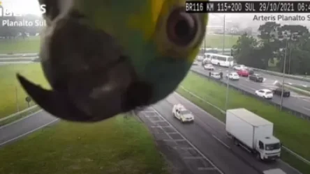 ՏԵՍԱՆՅՈՒԹ. «Ծիկ». Բրազիլիայում թութակը երթևեկությունը կարգավորող տեսախցիկի հետ «խաղ է խաղացել»