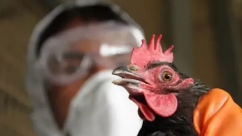 Ֆրանսիայում բարձր մակարդակի վտանգ են հայտարարել թռչնագրիպի պատճառով