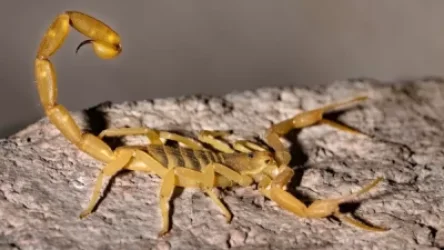 Եգիպտոսում կարիճների խայթոցների պատճառով տուժել է 450 մարդ