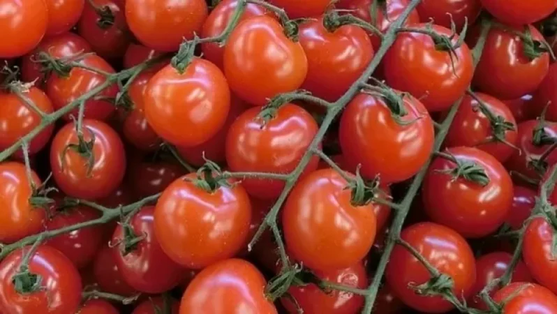 Ռուսաստանը արգելել է ավելի քան 16 տոննա ադրբեջանական լոլիկի ներկրումը