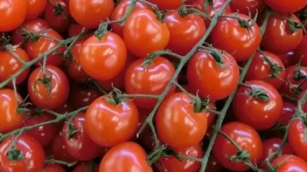 Ռուսաստանը արգելել է ավելի քան 16 տոննա ադրբեջանական լոլիկի ներկրումը