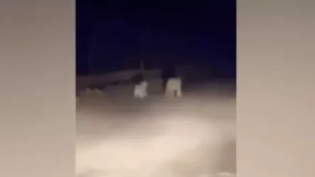 ՏԵՍԱՆՅՈՒԹ. Կովկասյան ընձառյուծն ու նրա ձագերը․ տեսախցիկը հայկական բնաշխարհում նոր կադրեր է ֆիքսել