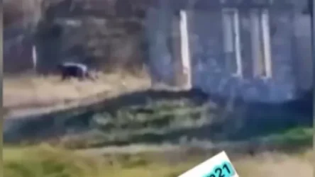 ՏԵՍԱՆՅՈՒԹ․ Ադրբեջանցին ականի վրա պայթելուց հետո փորձում է լքել տարածքը