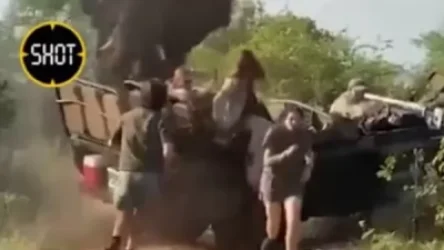 ՏԵՍԱՆՅՈՒԹ․ Բարկացած փիղը հարձակվել է ուսանողներ տեղափոխող մեքենայի վրա