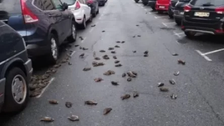 Իսպանիայի երկնքից մոտ 200 թռչուն սատկած վիճակում ընկել է հետիոտների և մեքենաների վրա