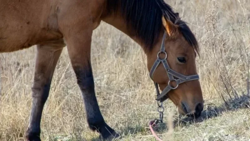 Արտակարգ դեպք Գեղարքունիքում. Opel–ը բախվել է ձիուն. կենդանին սատկել է, իսկ ուղևորը հոսպիտալացվել. Shamshyan .com