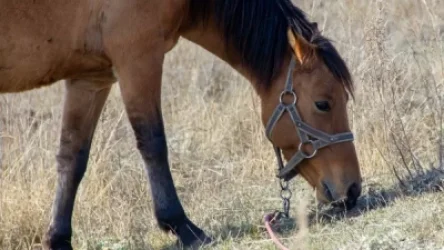 Արտակարգ դեպք Գեղարքունիքում. Opel–ը բախվել է ձիուն. կենդանին սատկել է, իսկ ուղևորը հոսպիտալացվել. Shamshyan .com