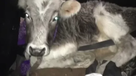 ՏԵՍԱՆՅՈՒԹ. Լճկաձոր գյուղի բնակիչը «BMW»-ով խոշոր եղջերավոր անասուն է գողացել