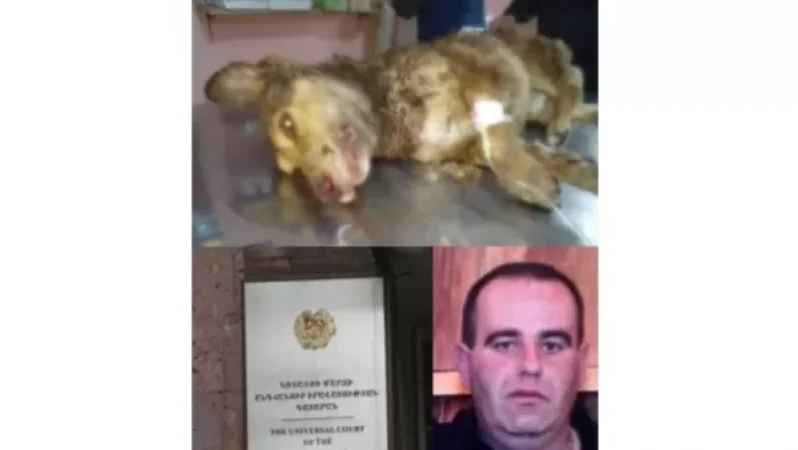 Photos: Investigation Closed on Dog Abuse Case in Hrazdan, NGO Sues Investigator and Prosecutor