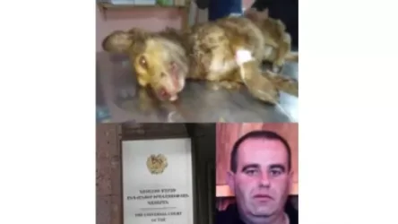 ԼՈՒՍԱՆԿԱՐՆԵՐ. Հրազդանում շանը տանջանքների ենթարկելու և մեքենայից քարշ տալու գործի վարույթը կարճել են. ՀԿ-ն դատի է տվել քննիչին և դատախազին