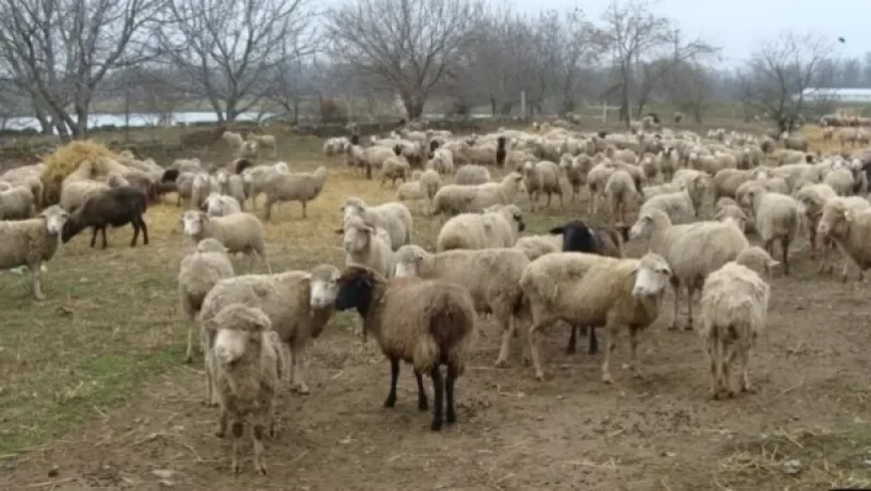 Անասնապահությամբ զբաղվող քաղաքացին վաճառքի է հանել իր ունեցած 900 գլուխ ոչխարը․ ասում է՝ կեր չունի, որ պահի. «Ժողովուրդ»