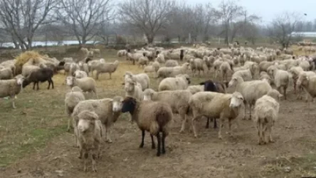 Անասնապահությամբ զբաղվող քաղաքացին վաճառքի է հանել իր ունեցած 900 գլուխ ոչխարը․ ասում է՝ կեր չունի, որ պահի. «Ժողովուրդ»