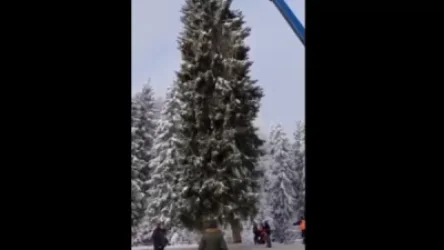 ՏԵՍԱՆՅՈՒԹ․ Հատվել է Ռուսաստանի գլխավոր տոնածառը