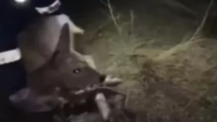 ՏԵՍԱՆՅՈՒԹ․ Փրկել են մանկապարտեզի ցանկապատի մեջ խրված եղնիկին