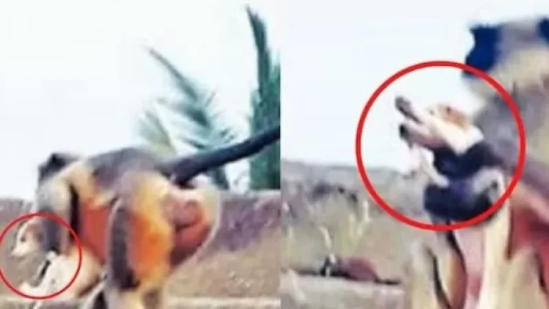 Հնդկաստանում ագրեսիվ կապիկները ոչնչացնում են շներին, ահաբեկում են մարդկանց, հարձակվում են երեխաների վրա