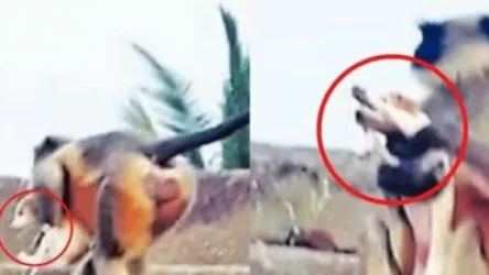 Հնդկաստանում ագրեսիվ կապիկները ոչնչացնում են շներին, ահաբեկում են մարդկանց, հարձակվում են երեխաների վրա