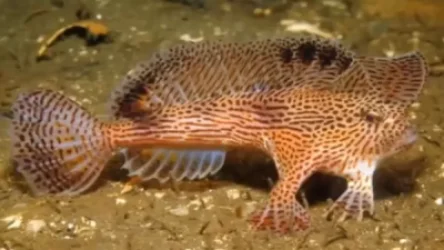 ՏԵՍԱՆՅՈՒԹ. Ավստրալիայում հազվագյուտ «քայլող» ձուկ են նկատվել