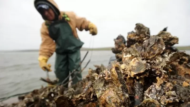 Նոր ռեկորդ. Ֆրանսիայում որսացել են ամենամեծ ոստրեն