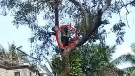 ՏԵՍԱՆՅՈՒԹ. Բարձրացել է ծառի վրա, որպեսզի բժիշկները չպատվաստեն իրեն. Հնդկաստան