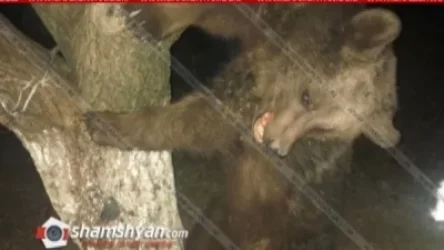 Օհանավան գյուղում արջի քոթոթն ընկել է մետաղական լարով պատրաստված ինքնաշեն թակարդը և խեղդվել