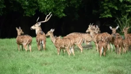 Պարագվայի նախագահականում ծառայություն անցկացնող զինվորականը սպանվել է եղջերավոր եղնիկի կողմից