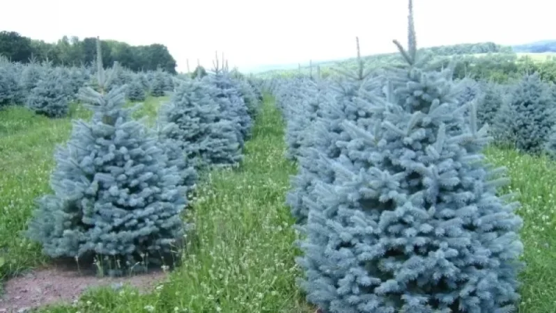 Արտառոց դեպք Երևանում․ Նոր Նորքում գտնվող «Վերածնունդ» այգուց գողացել են 15 հատ արծաթափայլ եղևնի