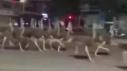 ՏԵՍԱՆՅՈՒԹ․ Զվարճալի կադրեր՝ ջայլամները հեղեղել են չինական քաղաքի փողոցները